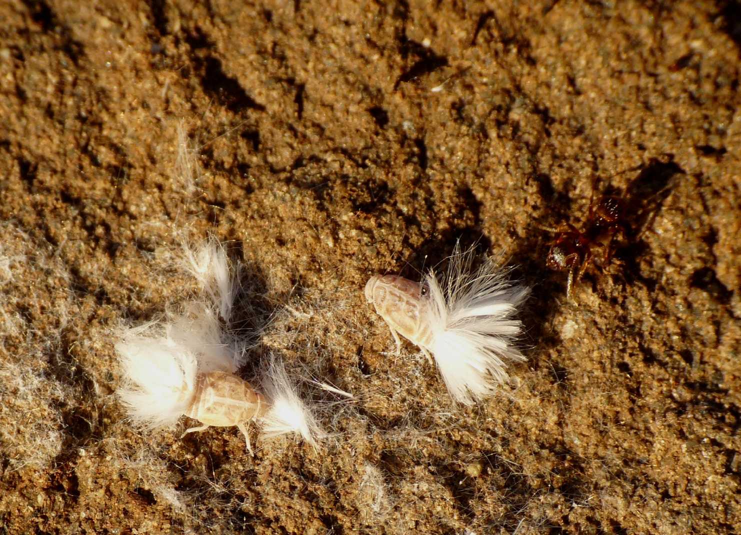 Ospiti delle formiche Myrmica: Cixiidae Reptalus sp.